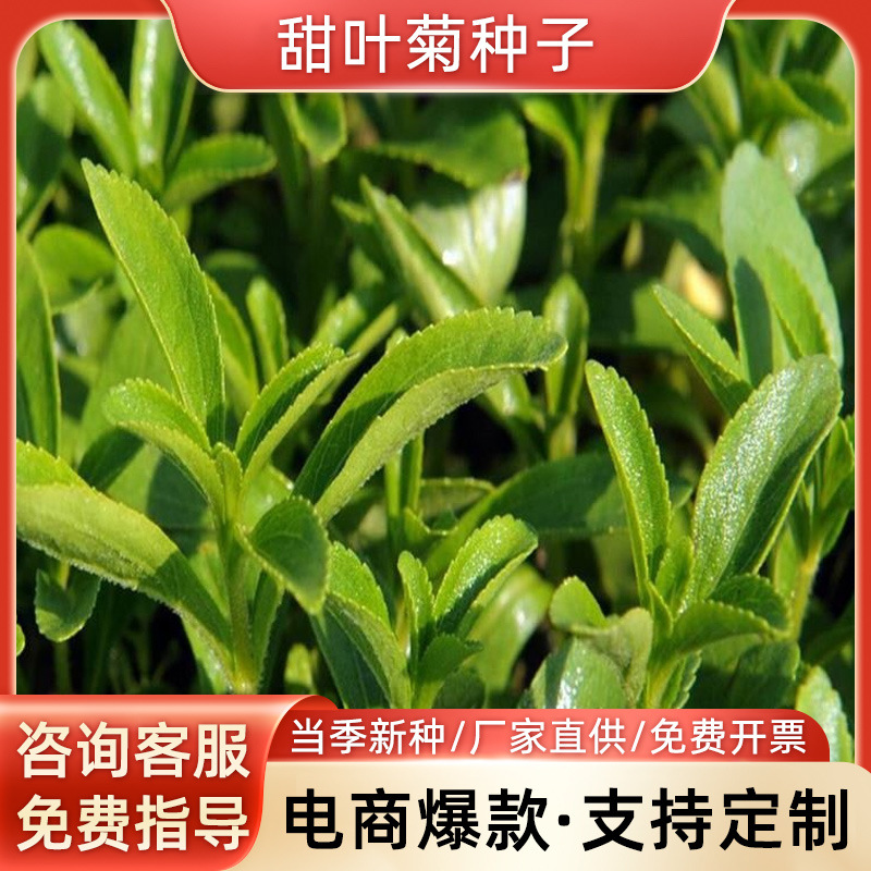 天然甜味植物 甜叶菊种子 香草种子可泡茶阳台花种 花卉种子