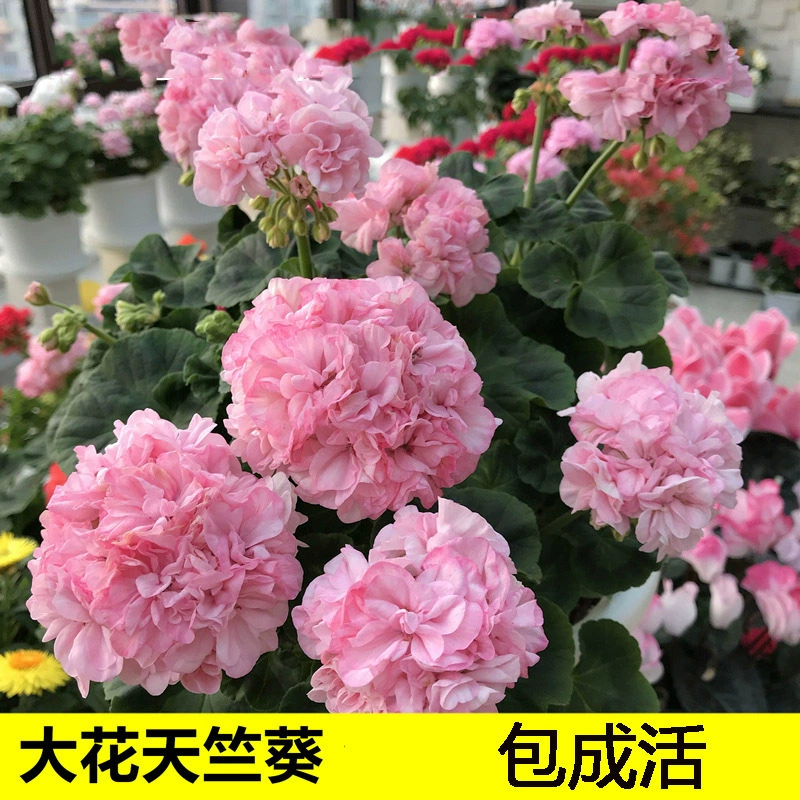 Рассада цветов герани, двуцветковые цветы, которые цветут в любое время года, цветы в горшках для внутреннего и наружного использования на балконе и во дворе, легко выращиваемые георгины-бабочки.