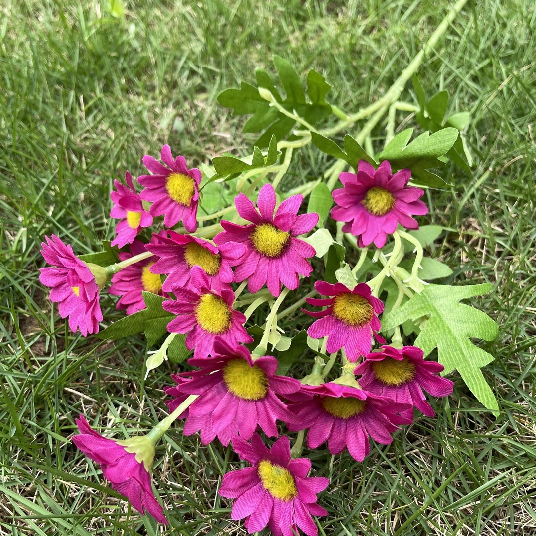 Manzanilla Rosa Roja