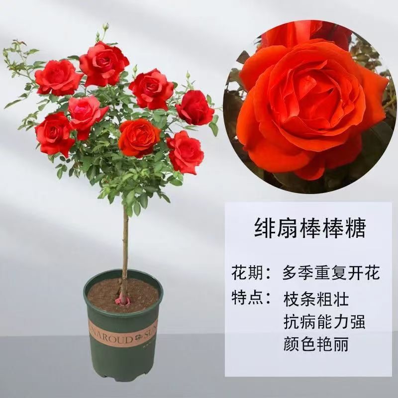 Rose Grafted Lollipop Tree Stump Rose Multi-Color Strong Fragrance Four-Season European Rose Large Flower Potted Balcony Courtyard