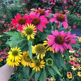 种子;乔木;园林果树