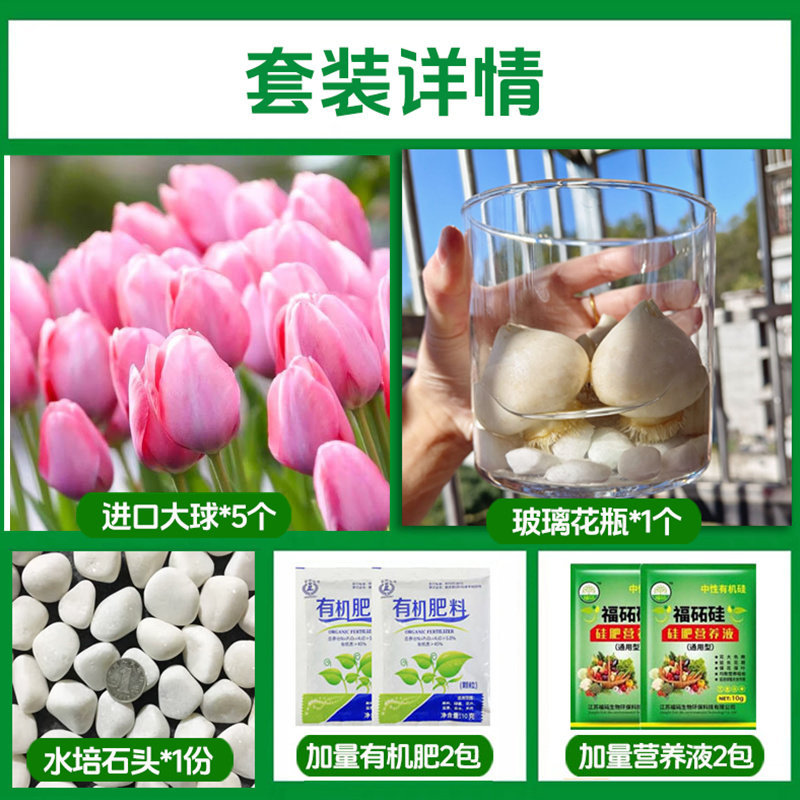 Round bottle hydroponic kit: a13 pink tulip 5 large bulbs + 2 nutrient solutions + 2 fertilizers + glass bottle + stones