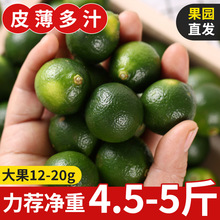 海南青金桔 新鲜应季水果金桔夏季热销水果原产地应当季现摘速发