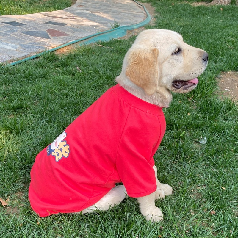 狗狗夏天衣服中大型犬薄款T恤金毛拉布拉多边牧春秋柔软透气绢花|undefined
