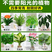 ����Ҫꖹ��ֲ���҃�����Gɫ����ˮ��G�}�m�ϑ����B�Ļ��ܾGֲ