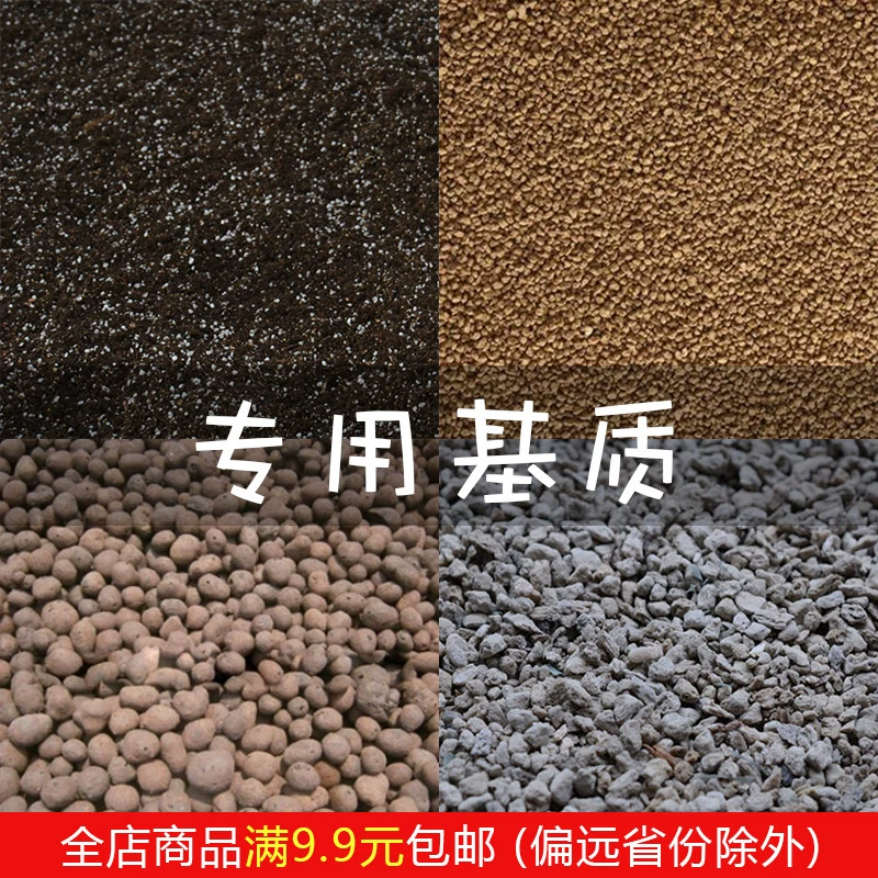 Матрица упакована с торфяной питательной почвой, глиняная глиняная глина, легкий камень, водный мох, мясистый