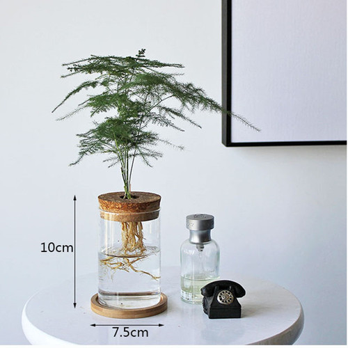 Aquatic plant eco-bottle, water-plant pot, glass vase for money plant and lucky bamboo, miniature landscape glass vase