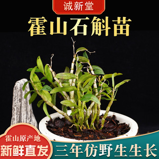 Через 3 года дендробий Мяошан производит железопроизводные храмовые коры с железом, приготовленная в четырех сезонах, можно посадить в прямых волосах.
