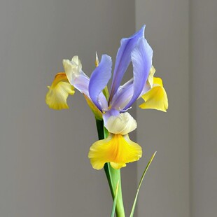 �Sβ�� �����r�л����l��c����ܛ�b�Ҿ�ƿ�廨���������r��