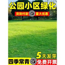 草坪草籽美国四季青草籽台湾青草坪种子四季免修剪庭院别墅草种籽