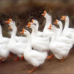 ����Z���������Z�ļ��a���Z����������һ��Ó�������Z�����l