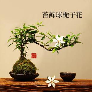 Moss Ball Small Leaf Gardenia Bonsai Indoor Tea Table Desk Green Plant Ornaments Zen Chinese Small Potted Plants