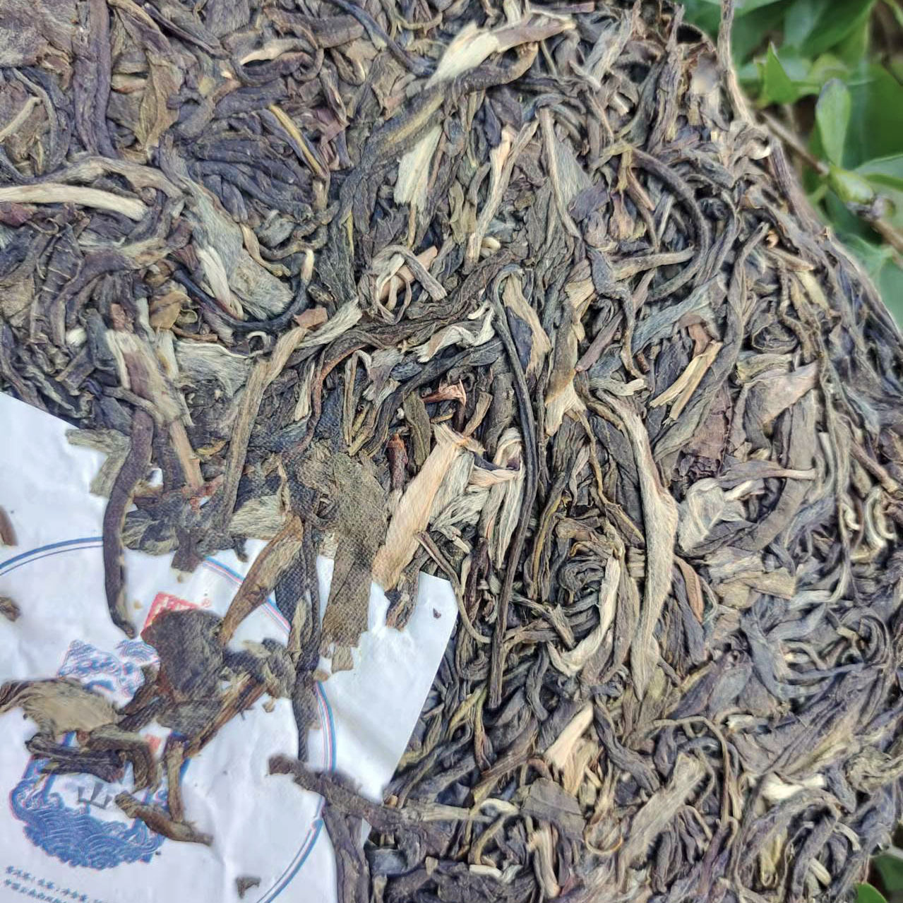 普洱茶源頭茶廠直批布朗山名山五寨頭春古樹緊壓357g普洱生茶餅