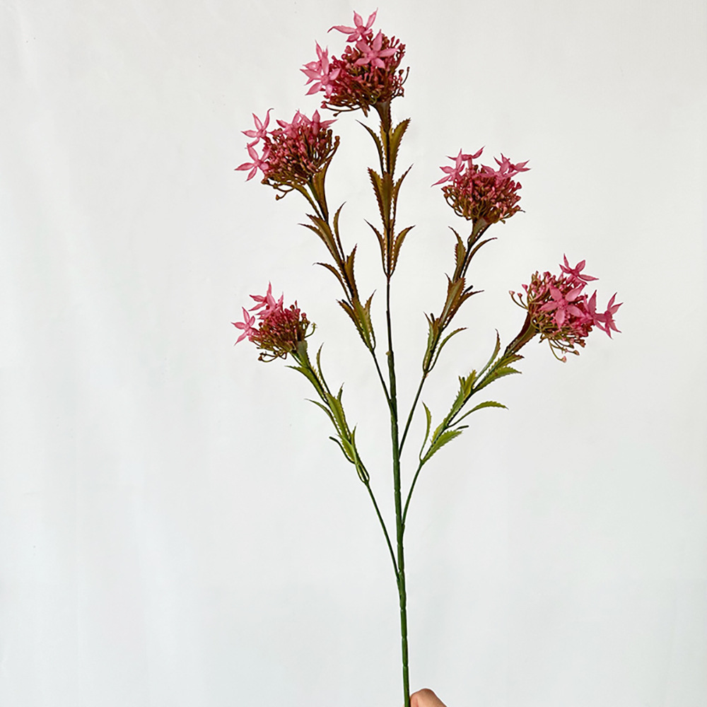 위안바오 눈 난초 장미 레드