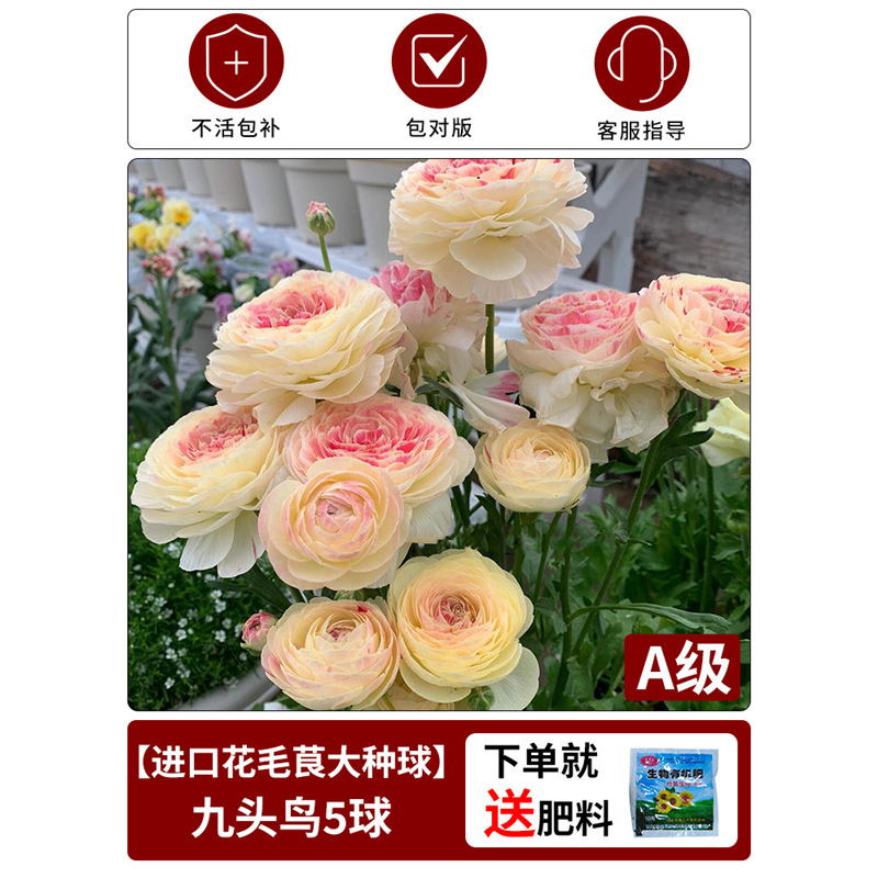 Bulbous buttercup】nine-headed bird 1 piece