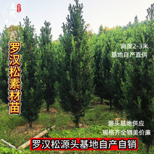 �@��ֲ��G���������辰�_�h��ͥԺ���Ը߶�2-3����ֱ��������ľ