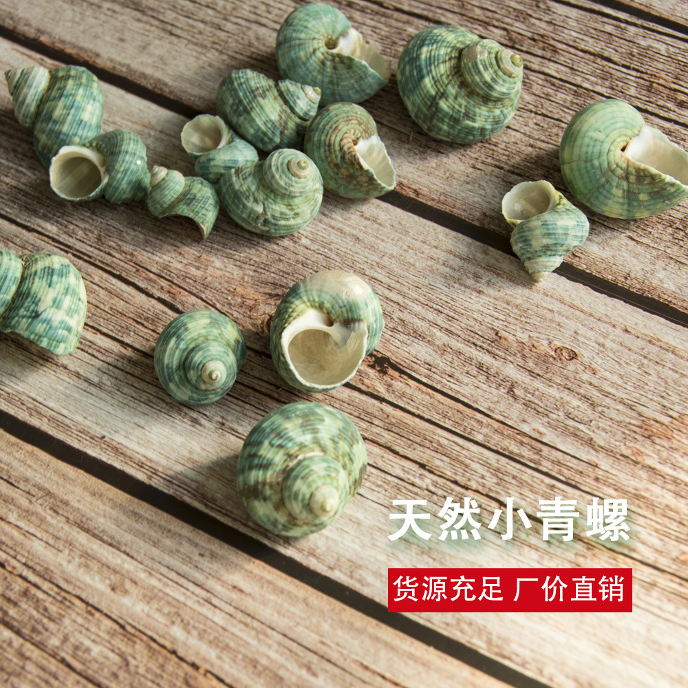 天然青螺一斤装贝壳海螺小绿螺鱼缸水族箱造景装饰原材料厂家批发-阿里巴巴