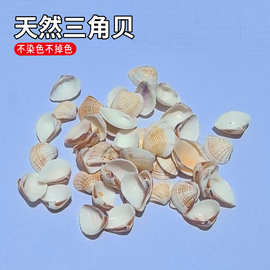 海螺贝壳按斤卖三角贝椰子贝DIY材料贴画造景漂流瓶创意手工螺钿