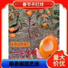 һ�����l�������������o�����ϱ����Nֲ�ش�ͥԺ���Ԯ���Y����