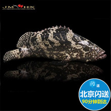 1.6-1.8斤1条 北京闪送 鲜活石斑鱼 养殖生猛海鲜 龙胆石斑鱼