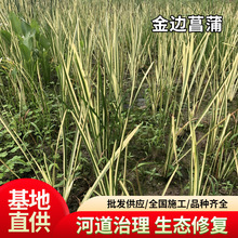 金叶石菖蒲多年生常绿草本花坛花境植物湿地池塘基地批发金线菖蒲