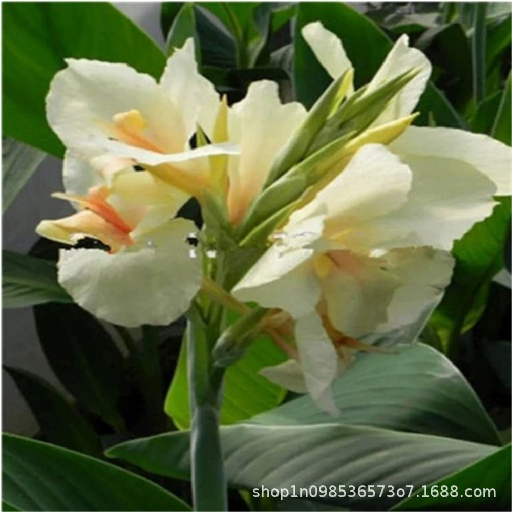 Рассада цветов Канны с бутоном многолетние горшечные растения балкон открытый двор легко жить луковица цветочные семена