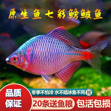 七彩鳑鲏鱼好养耐活不加温冷水观赏原生淡水活鱼小型包活到家