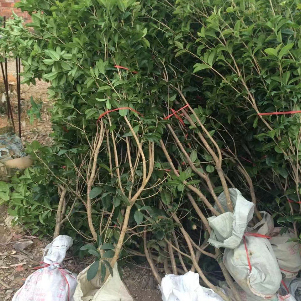 湖南基地供应绿化绿篱金茶花树苗四季茶花树高180批发山茶花篱笆