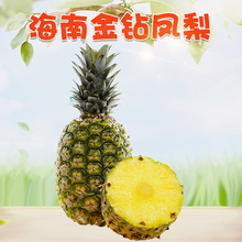 海南金钻凤梨  代发8斤礼盒新鲜清甜热带无眼凤梨菠萝应季水果