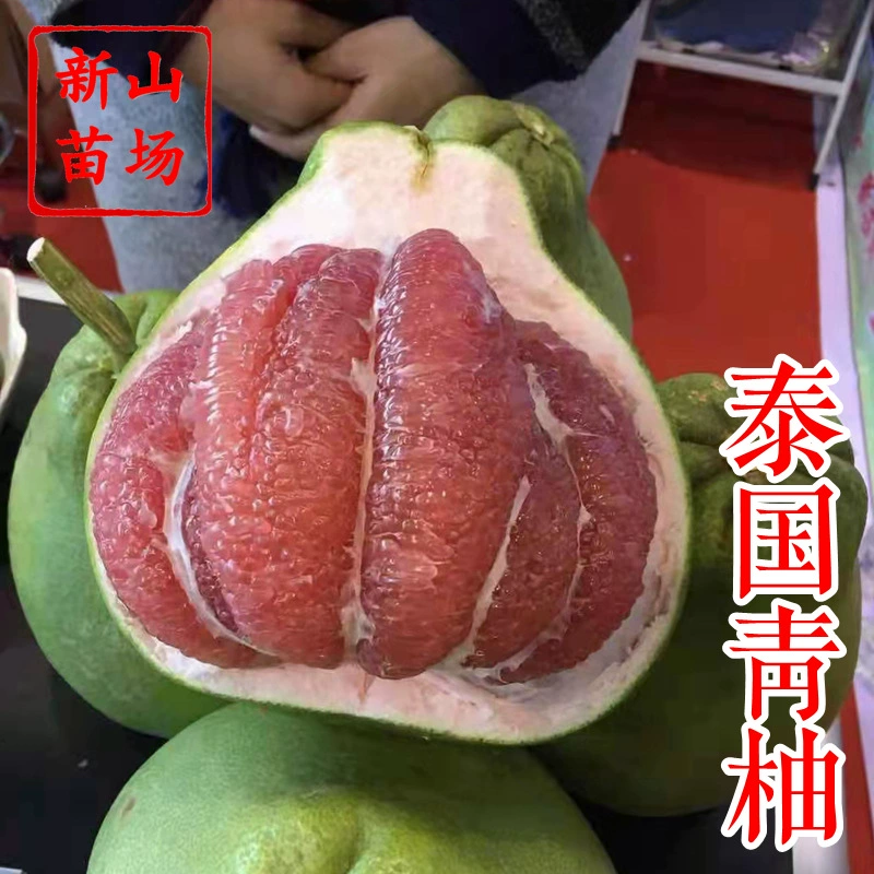 [Тайские розово-зеленые саженцы помело] Новые сорта краснокожих саженцев помело с красным сердцем, посаженные в горшках и в грунте, однолетние саженцы