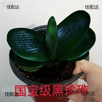 Флагманский магазин Clivia, одиночный листовой саженец с морщинистой поверхностью, широкий лист жемчужного короля, короткий лист, круглая головка, монах, ценный.
