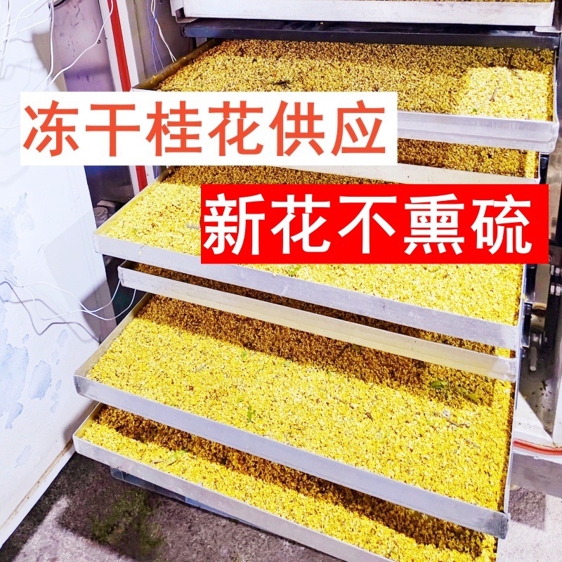 冻干新鲜干桂花 无硫熏浓香桂林金桂花茶叶 可食用散装商用桂花干