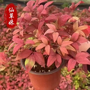 Nandina Seedlings Engineering Greening Seedlings Flame Nandina Seedlings Red Tianzhu Saplings Potted Nandina Courtyard Cold-Resistant