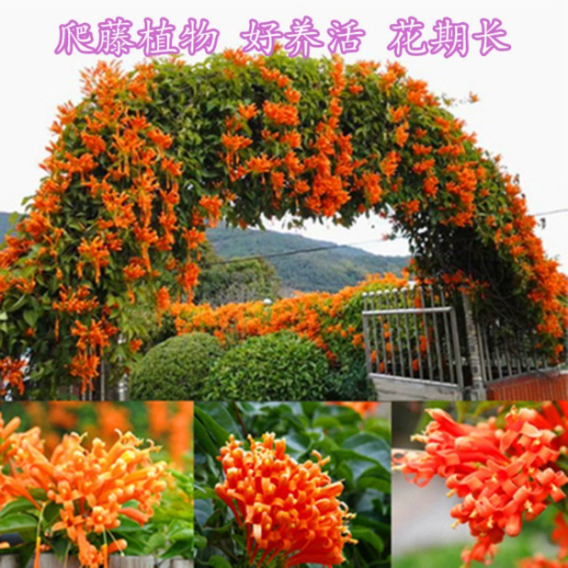 Теперь копайте трубу Лиана саженец большой цветок лазание по стене Вьющееся виноградное растение китайская труба Лиана саженец дерева балкон вилла озеленение украшения