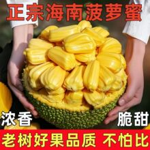 正宗海南菠萝蜜一整个新鲜水果包邮当季三亚干苞黄肉波罗密整箱
