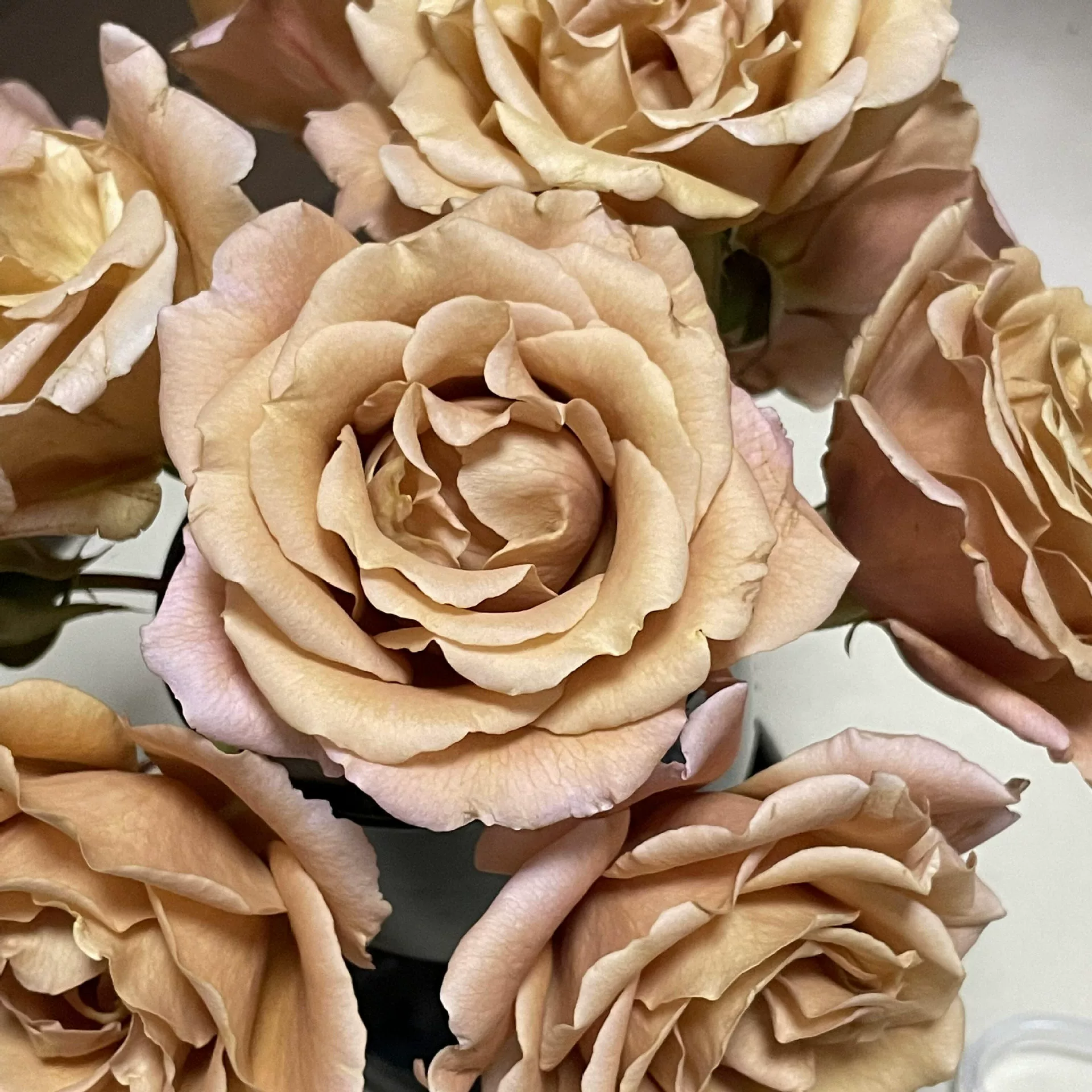 Дропшиппинг красивых розовых роз в горшках, ретро-цвета, для балкона и сада, многовременные цветущие розы.