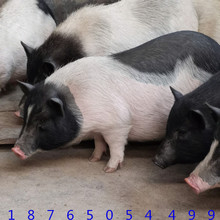 四川適合養藏香豬 豬崽 哪里有巴馬香豬交易市場 小香豬豬苗