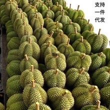 巴掌包邮干整个泰跨境整箱包大果批发金枕榴莲带壳新鲜巴掌榴莲2