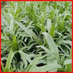 ���羳��؛�����{�˷N�ӿ������u���Z�~���Bֳ�ļ����ݷN�Ӷ�����