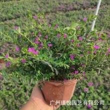 ǻԝMǻGֲ̾GͥԺ쾰@ֲľl