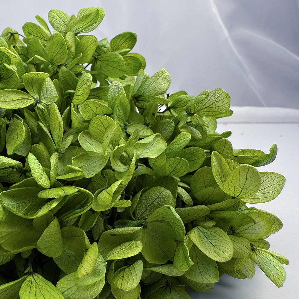 Flores de hortensia preservadas de calidad A+ del fabricante de Yunnan, flores preservadas en caja de 20g.