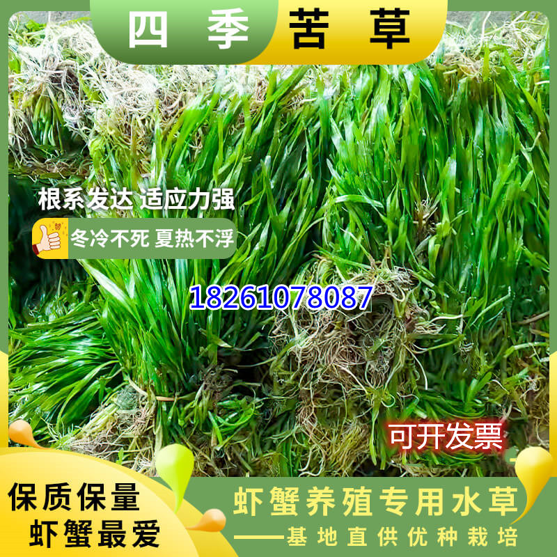 The bitter grass aquatic cold -resistant plant of the four seasons…