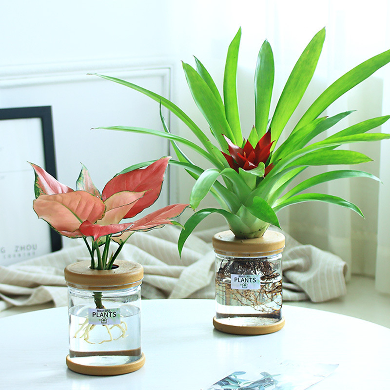 グリーンラタン水耕栽培ホルムアルデヒド除去鉢植え金のなる木ミント富竹屋内花緑植物オフィスグリーンラタン|undefined