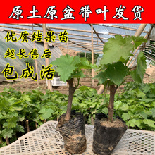 ꖹ�õ��޷������紺��ͥԺ���������̨�ϱ����Nֲ�ͺ�ԭ�莧�~