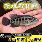 石斑鱼苗淡水鱼苗养殖可食用特大花斑小鱼苗特大冷水鱼路亚鱼湖北