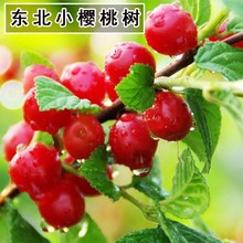 �|��С���Ҙ���ɽ����ë����Ұ�����ҹ��������Ե����Ϸ������Nֲ