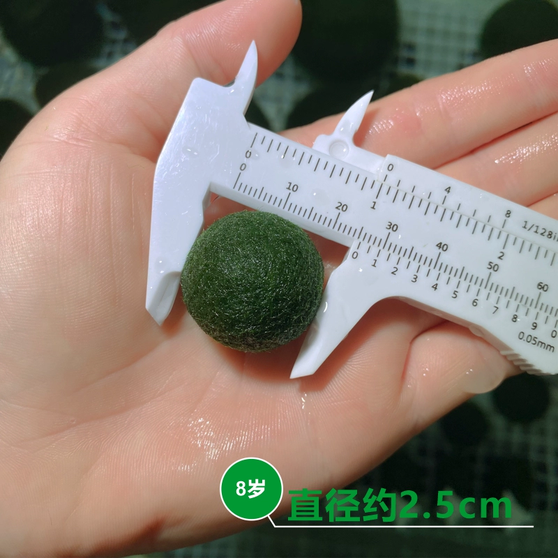 Шар из водорослей микроландшафт для аквариума, экологическая бутылка для интерьера, настольная гидропонная креативная мини-растение — зеленый водорослевый шар