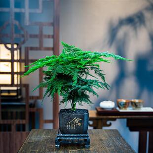 Asparagus Elegant Potted Plant Indoor Greening All Year Round Mini Office Green Plant