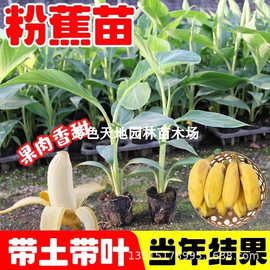 香蕉苗巴西蕉威廉斯B6蕉 粉蕉苗皇帝蕉树苗 红香蕉苗美人焦果树苗