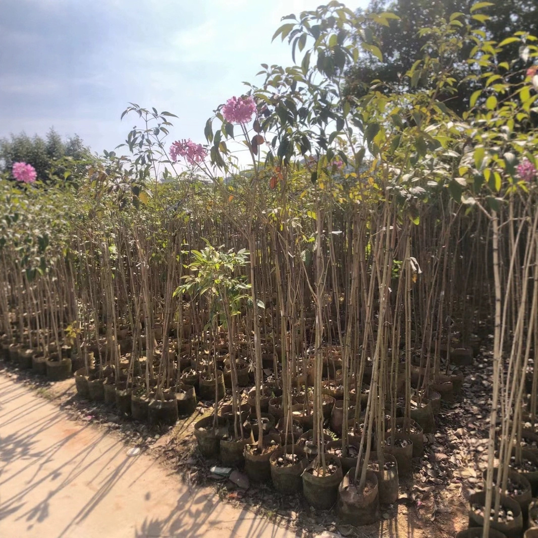 紫花红花风铃木原生小苗1-2米黄花风铃木移植苗绿美广东别墅庭院